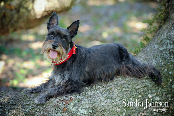 Best Orlando Pet Photographer - Sandra Johnson (SJFoto.com)